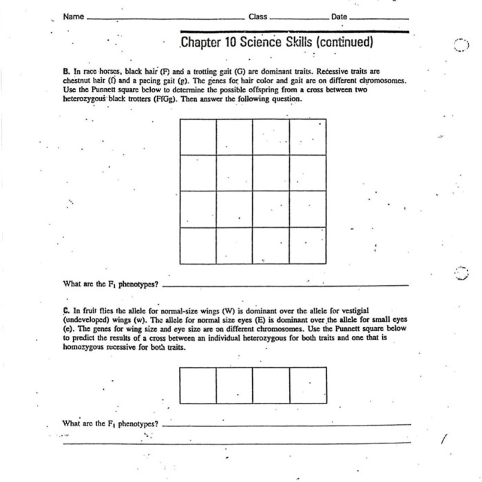 Bloody punnett squares answer key