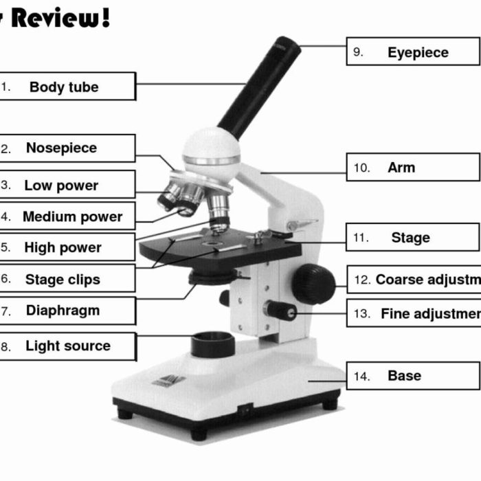 Label the parts of a microscope worksheet