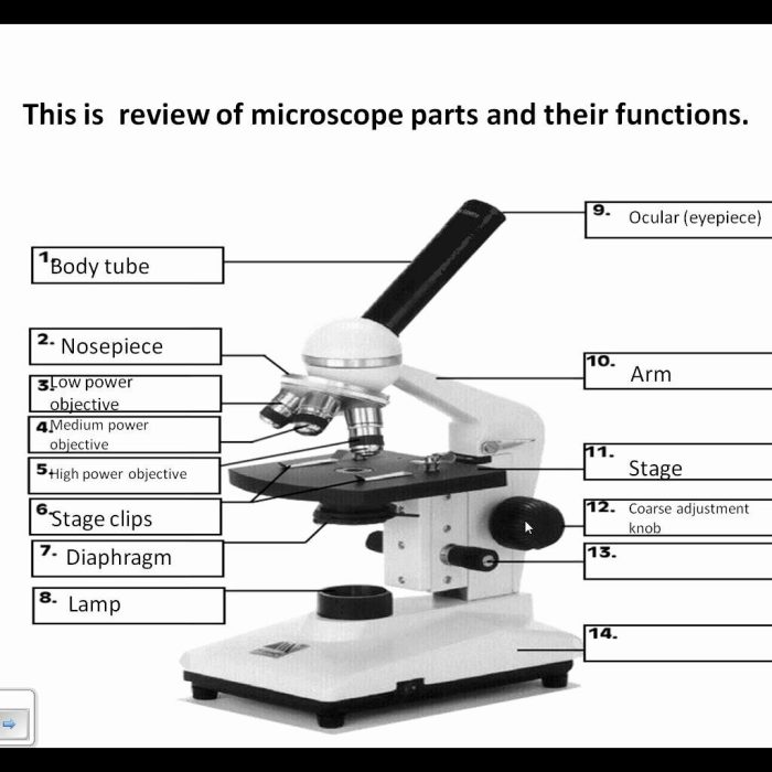 Microscope diagram compound light labeled worksheet parts worksheeto via