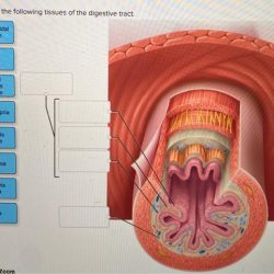 Correctly label the following tissues of the digestive tract.