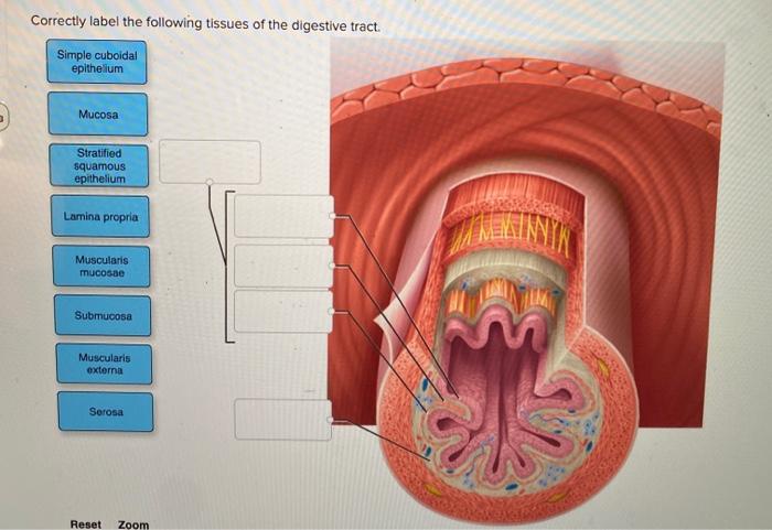 Correctly label the following tissues of the digestive tract.