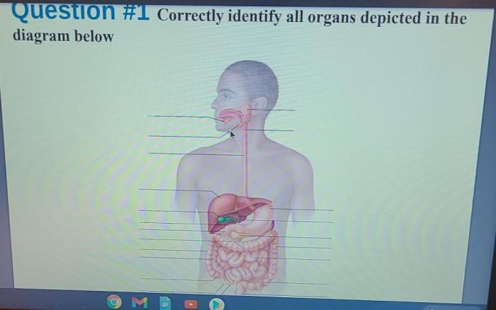 Correctly identify all organs depicted in the diagram below