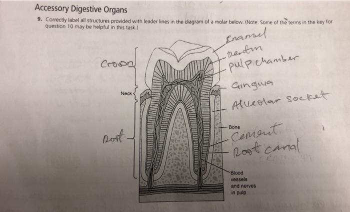 Correctly identify all organs depicted in the diagram below