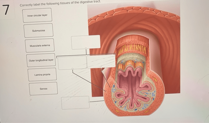 Correctly label the following tissues of the digestive tract.