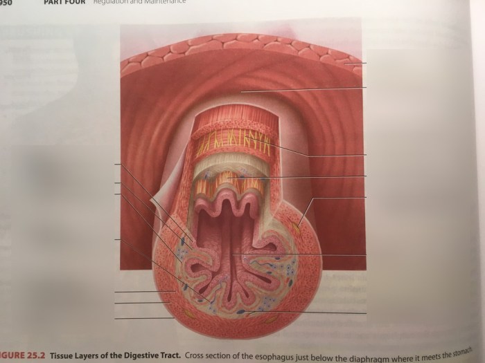 Epithelial tissue digestive system